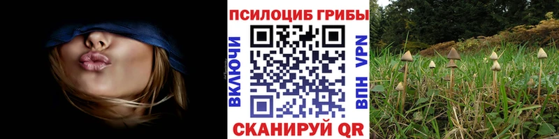 blacksprut ONION  Холмск  Псилоцибиновые грибы Psilocybe 